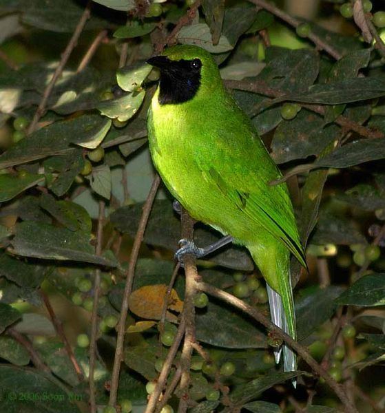 Lesser green leafbird Oriental Bird Club Image Database Lesser Green Leafbird