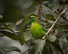 Lesser green leafbird httpsuploadwikimediaorgwikipediacommonsthu
