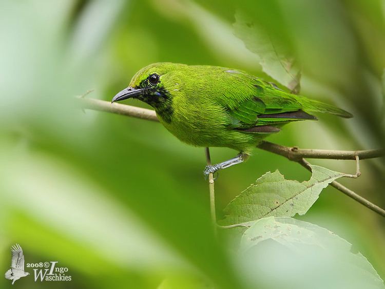Lesser green leafbird green leafbird