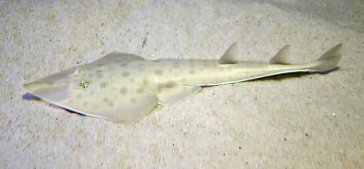 Lesser guitarfish httpsuploadwikimediaorgwikipediacommonsee