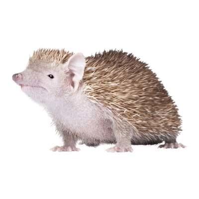 Lesser hedgehog tenrec Is a Lesser Hedgehog Tenrec the Right Exotic Mamma