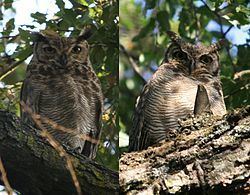 Lesser horned owl httpsuploadwikimediaorgwikipediacommonsthu
