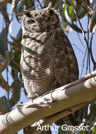 Lesser horned owl Lesser Horned Owl Bubo magellanicus Planet of Birds