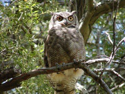 Lesser horned owl Lesser Horned Owl