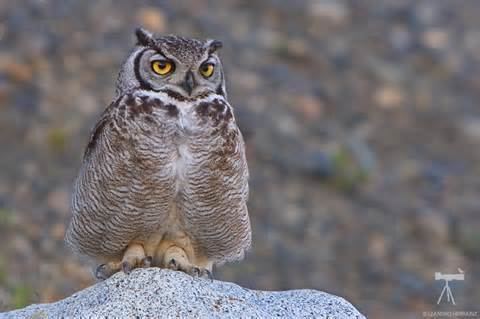 Lesser horned owl More on Bubo magellanicus lesser horned owl