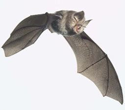Lesser horseshoe bat Conservation of Irish Habitats and Species
