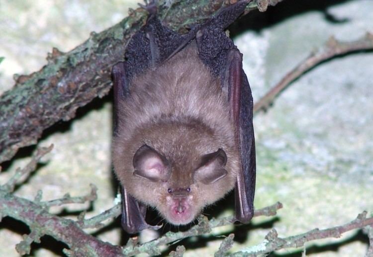 Lesser horseshoe bat Lesser horseshoe bat Peoples Trust for Endangered SpeciesPeoples