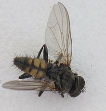 Lesser house fly Lesser house fly Wikipedia