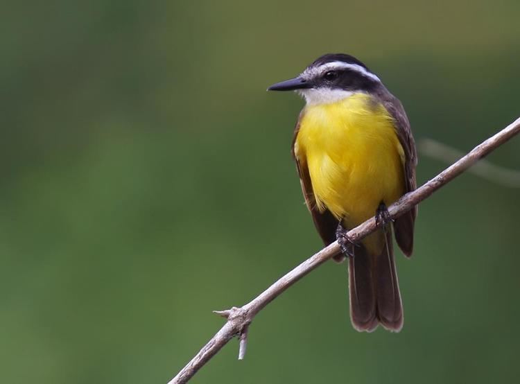 Lesser kiskadee Lesser Kiskadee Philohydor lictor videos photos and sound