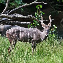 Lesser kudu httpsuploadwikimediaorgwikipediacommonsthu