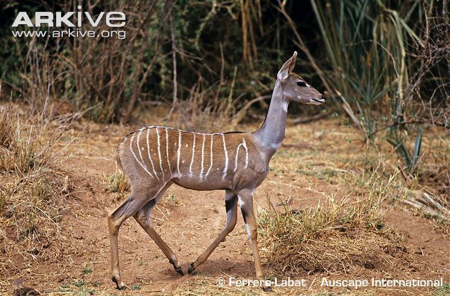 Lesser kudu Lesser kudu photo Tragelaphus imberbis G12869 ARKive