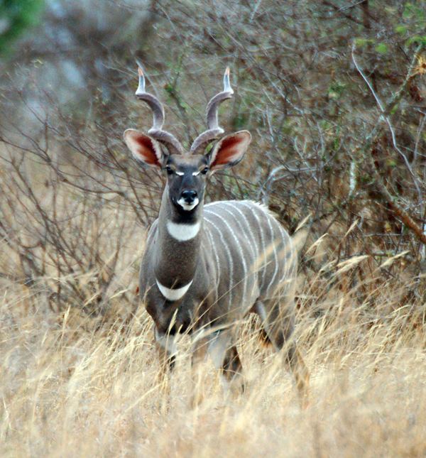 Lesser kudu Lesser Kudu pgcps mess Reform Sasscer without delay