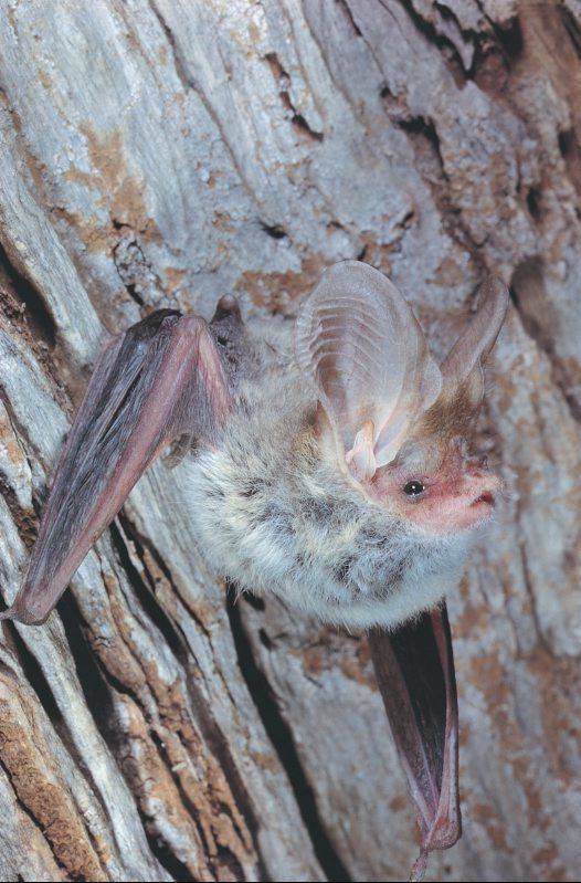Lesser long-eared bat Lesser Longeared Bat Australian Museum