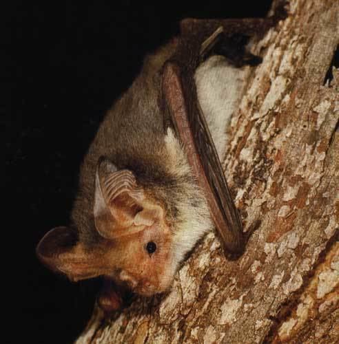 Lesser long-eared bat Lesser Longeared Bat
