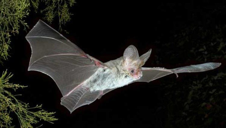 Lesser long-eared bat Blog Adelaide Bat Care