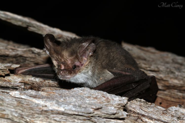 Lesser long-eared bat FileLesser Longeared Bat Nyctophilus geoffroyi 8656886333jpg