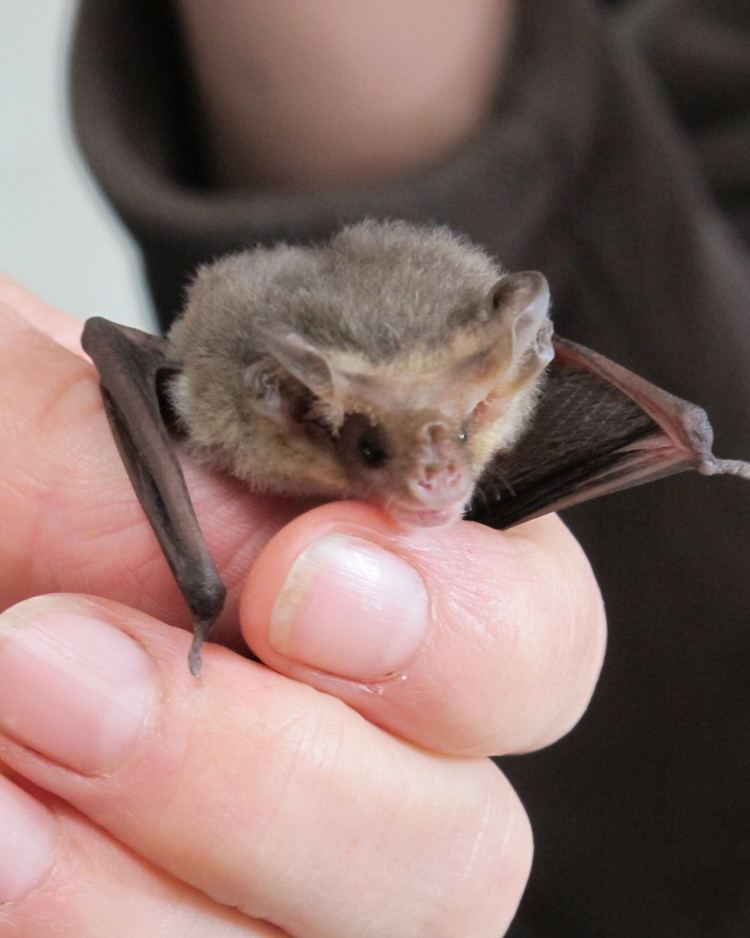 Lesser long-eared bat Toomuc Landcare Lesser Longeared Bat Nyctophilus geoffroyi