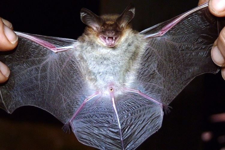 Lesser long-eared bat Lesser longeared bat Nyctophilus geoffroyi Department of