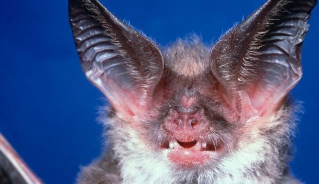 Lesser long-eared bat Lesser Longeared Bat Biodiversity of the Western Volcanic Plains