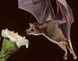Lesser long-nosed bat Facts The Lesser longNosed Bat