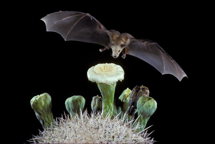 Lesser long-nosed bat Lesser LongNosed Bat