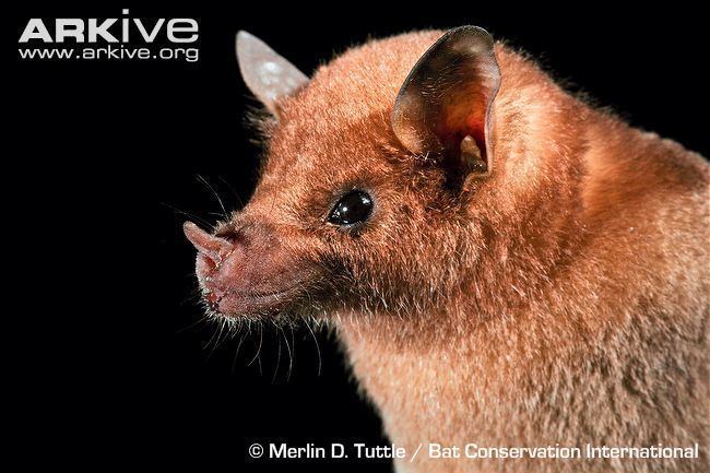 Lesser long-nosed bat Lesser longnosed bat videos photos and facts Leptonycteris