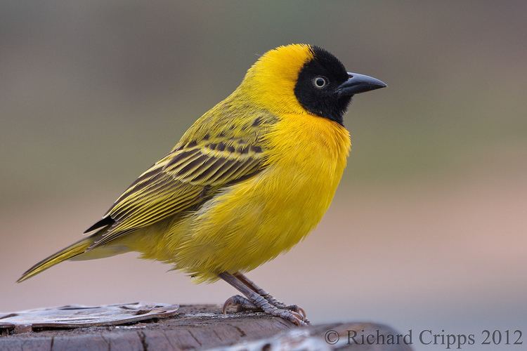 Lesser masked weaver Lesser masked weaver Ploceus intermedius Kruger South Flickr