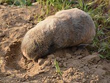 Lesser mole-rat httpsuploadwikimediaorgwikipediacommonsthu