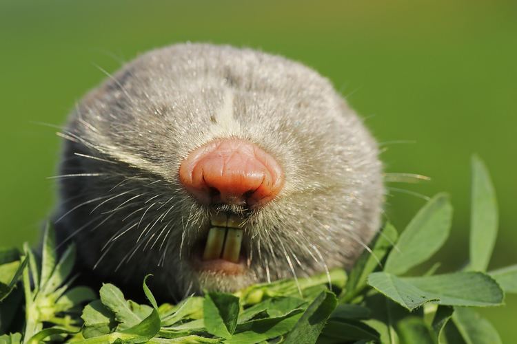17 Lesser Mole-Rat Facts You&#39;ll Never Forget