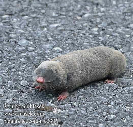 Lesser mole-rat Lesser Mole Rat Spalax leucodon
