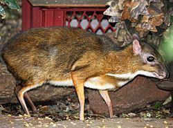 Lesser mouse-deer Lesser mousedeer Wikipedia