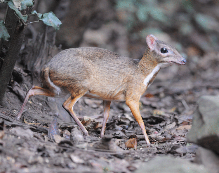 Lesser mouse-deer greater mousedeer greater Malay chevrotain or napu Tragulus napu