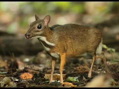 Lesser mouse-deer Lesser Mousedeer or Kanchil Tragulus kanchil YouTube