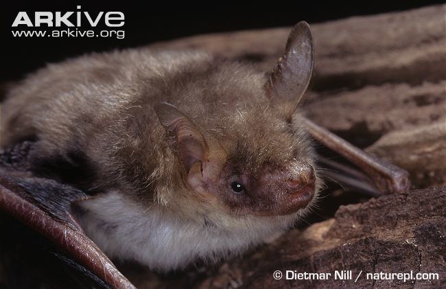 Lesser mouse-eared bat Lesser mouseeared myotis photo Myotis blythii G92940 ARKive