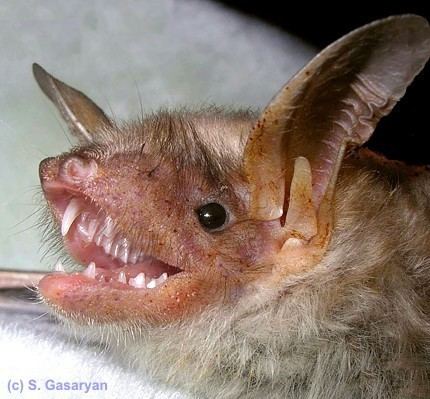 Lesser mouse-eared bat Myotis oxygnathus Lesser mouseeared bat Myotis blythii oxygnathus