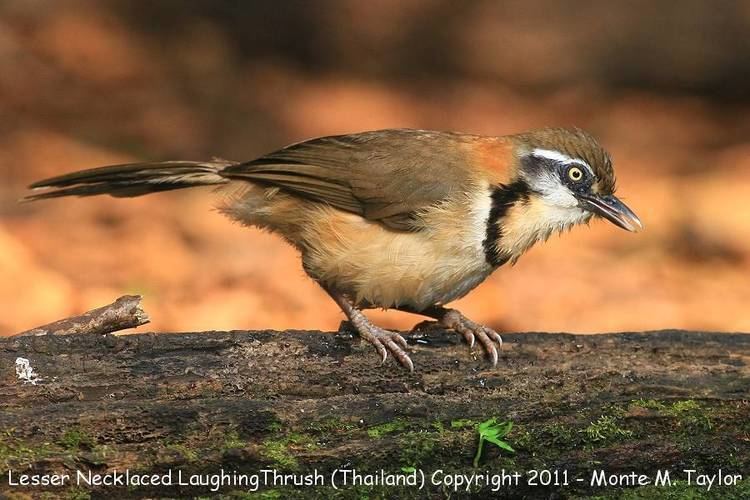 Lesser necklaced laughingthrush Lesser Necklaced Laughingthrush