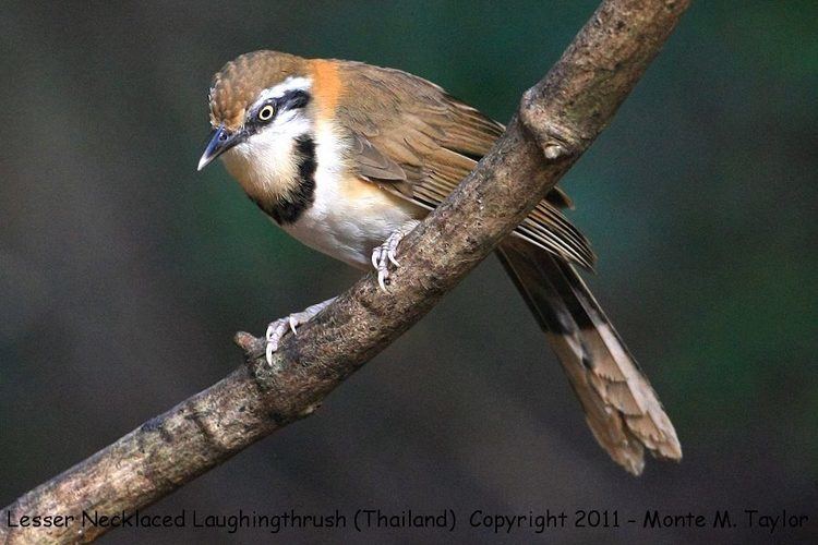 Lesser necklaced laughingthrush Lesser Necklaced Laughingthrush