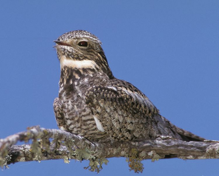 Lesser nighthawk Lesser Nighthawk Audubon Field Guide