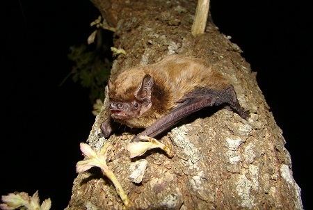 Lesser noctule Bats and caves holiday in southern Bulgaria