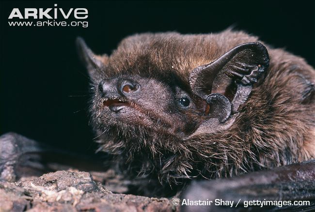 Lesser noctule Leisler39s bat videos photos and facts Nyctalus leisleri ARKive