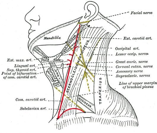 Lesser occipital nerve