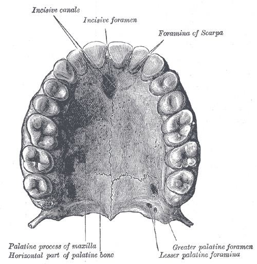 Lesser palatine foramina