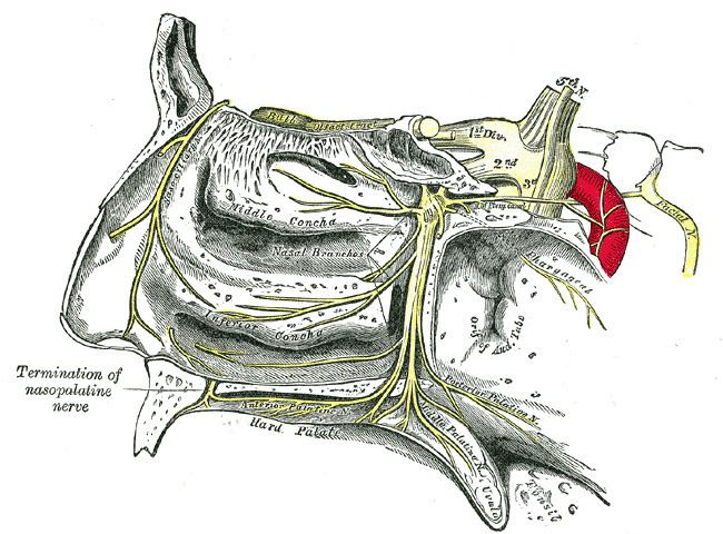 Lesser palatine nerve