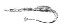 Lesser pipefish httpsuploadwikimediaorgwikipediacommonsthu