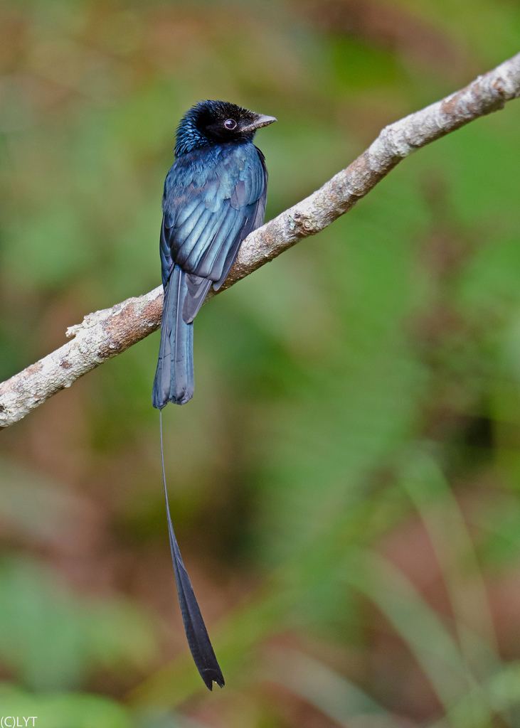 Lesser racket-tailed drongo httpsc1staticflickrcom8722071583069985c8a
