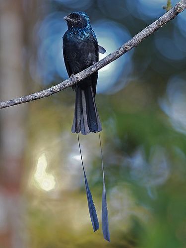 Lesser racket-tailed drongo Lesser RacketTailed Drongo Flickr