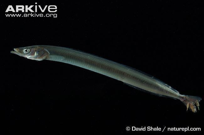 Lesser sand eel Lesser sand eel videos photos and facts Ammodytes tobianus ARKive