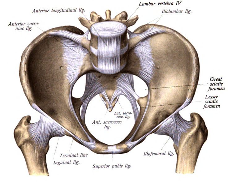Lesser sciatic foramen