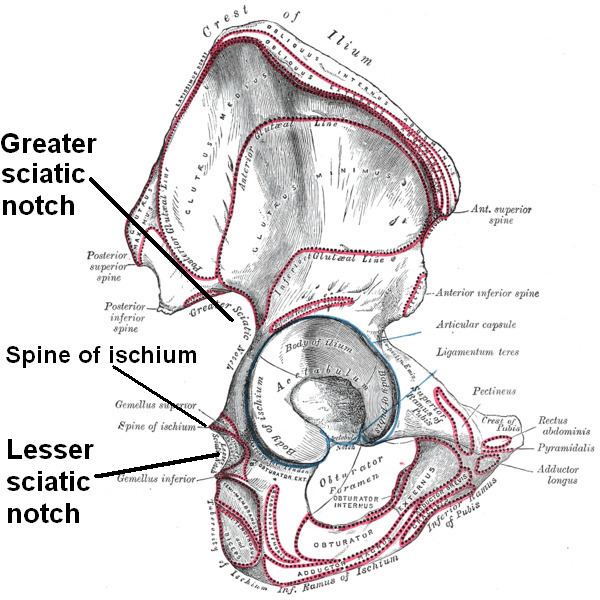 Lesser sciatic notch