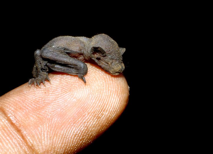 A newborn Lesser short-nosed fruit bat on a human's finger